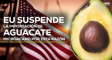 Importación de aguacate: Así es como afecta a los agricultores el rechazo de EU