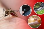 Sigue estas recomendaciones para prevenir el dengue