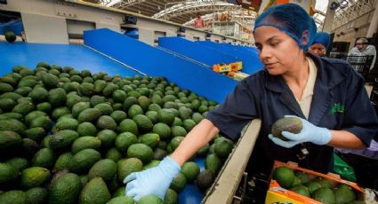 Asistirá titular de SADER a Michoacán junto con embajador de EU por tema del aguacate