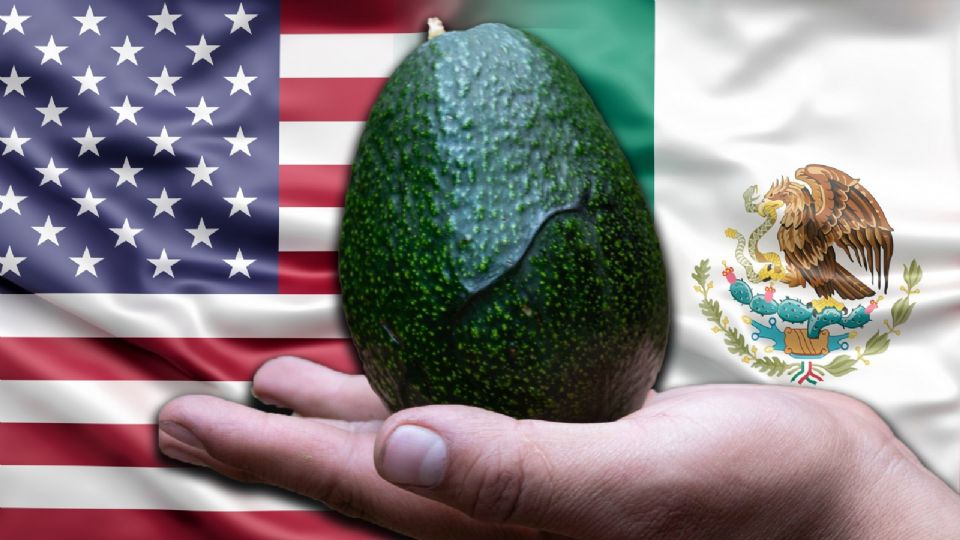 Suspensión de exportación de aguacate mexicano deja pérdidas de 53 mdd en una semana.