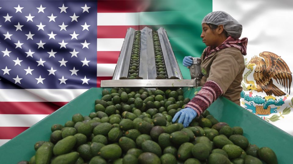 Estados Unidos suspendió la importación de aguacate mexicano.