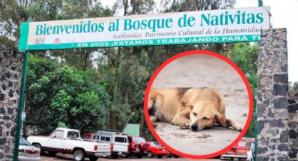 'Fiscalía de CDMX investiga caso de perros asesinados en Bosque de Nativitas': Guerrero de la Cruz