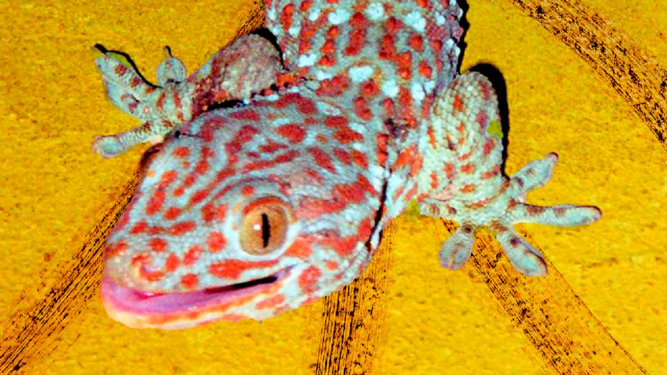 Geco enano: El reptil descubierto en India, cuyo cuerpo recuerda a la pintura de Van Gogh