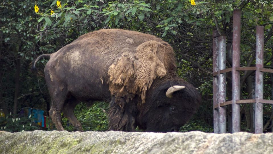 Presentan iniciativa para prohibir exhibición de animales.