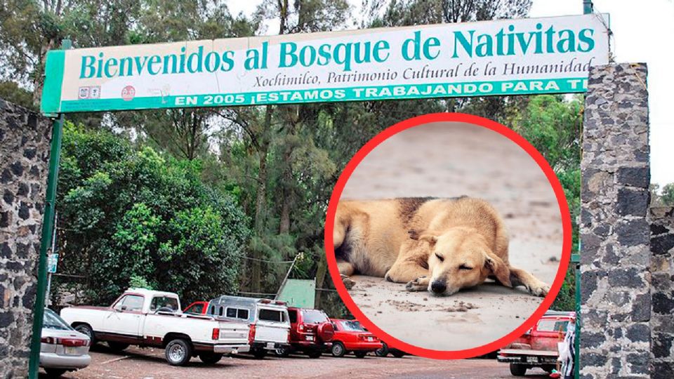 Bosque de Nativitas.