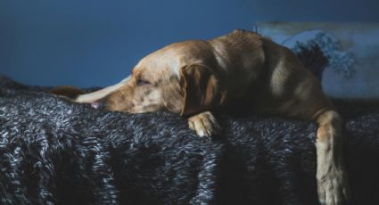 ¿Deberías tapar a tu perro cuando duerme? Consejos y recomendaciones