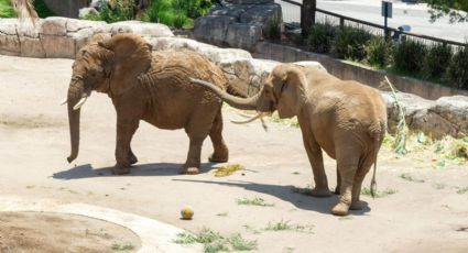 Forman Ely, Gipsy y Annie nueva manada de elefantes en zoológico de San Juan de Aragón