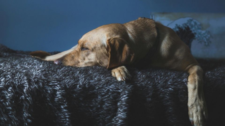 Cubrir a nuestros perros durante el sueño presenta pros y contras, variando según el animal en cuestión