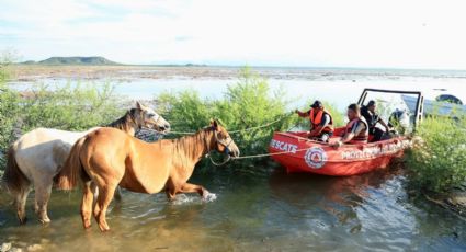 Rescatan a caballos atrapados en Cerro Prieto