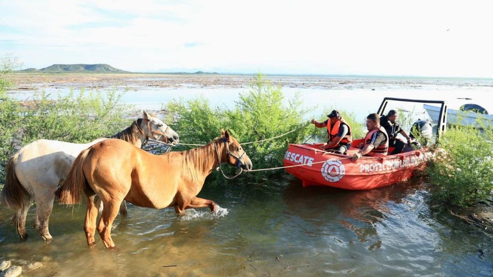 Rescatan a caballos atrapados en Cerro Prieto