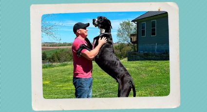 Kevin, el perro más grande del mundo murió a días de romper el Récord Guinness