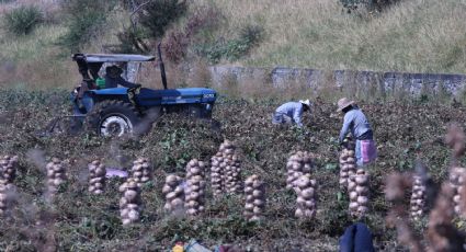 Programa de Trabajadores Agrícolas Temporales México Canadá beneficia a 512 mil personas: STPS