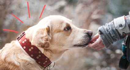 Adiestramiento positivo en perros: ¿cómo funciona esta técnica?