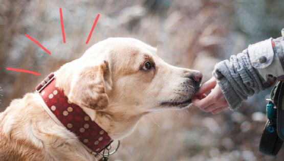 Adiestramiento positivo en perros: ¿cómo funciona esta técnica?