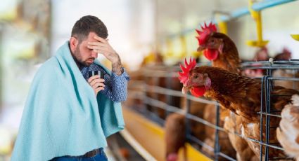 ¿Qué es la influenza aviar A subtipo H5N2 que ya cobró la vida de un mexicano?