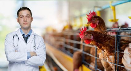 Influenza aviar H5N2: ¿Cómo diferenciarla de la H5N1 y cuáles son sus síntomas?