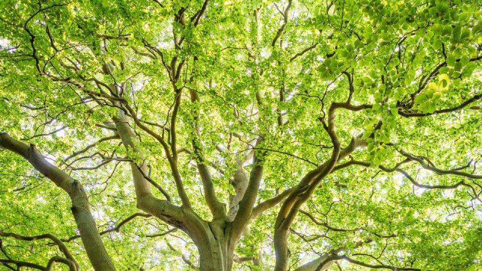 Este 5 de junio se conmemora el Día Mundial del Medio Ambiente.