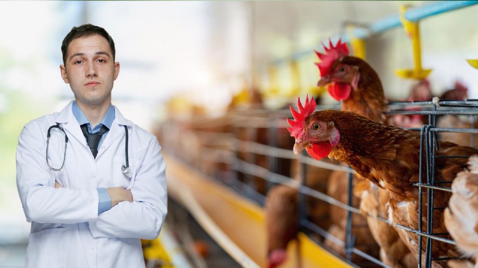 ¿Cómo diferenciarla de la H5N1 y cuáles son sus síntomas?