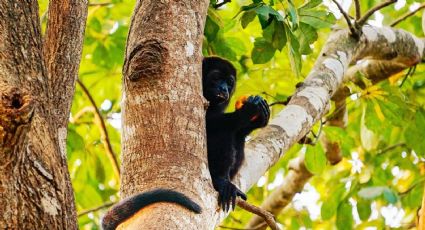 217 monos saraguatos muertos por temperaturas extremas