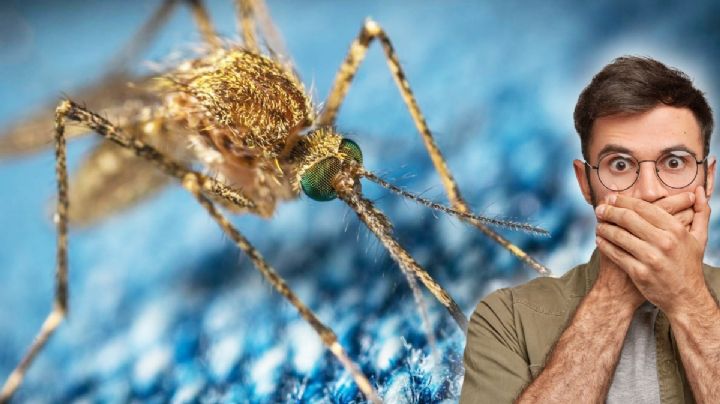 Suben 475% casos de dengue en Nuevo León