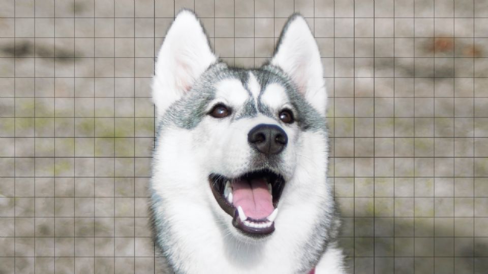 Perrito husky siberiano causa sensación al intentar hablar.