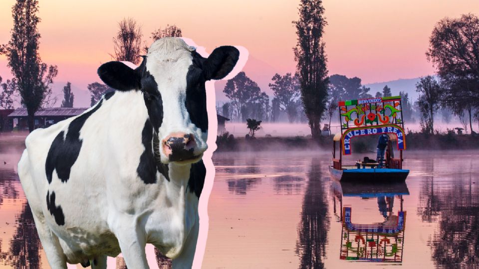 ¡Vacas nadando en Xochimilco! La nueva atracción que enamora a los internautas.
