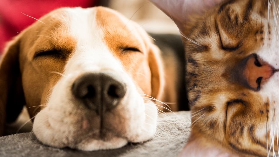 Al igual que los humanos, los perros y gatos también sueñan mientras duermen