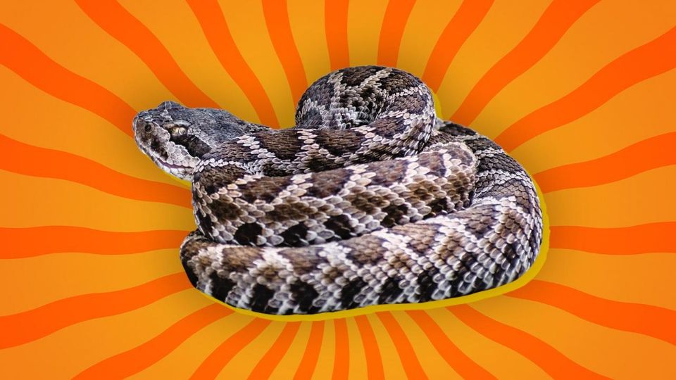 En la región la serpiente más conocida es la víbora de cascabel, por lo que las autoridades exhortaron a la población a tener cuidado y no intentar tocarla, solo alejarse o llamar al 911.