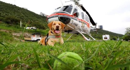 ¿Quién es Joe? El perrito rescatista que se jubilará de Protección Civil