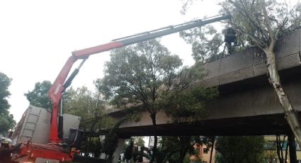 Caída de árbol sobre vías de la Línea 4 del Metro; suspenden servicio parcialmente