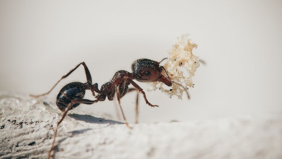 Crean diminutos drones.inspirados en la biología de las hormigas y otros insectos.