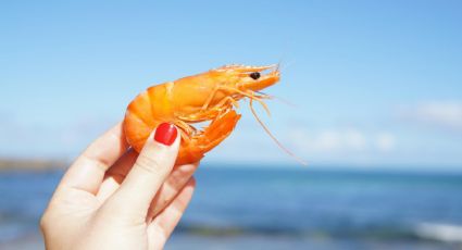 Tasty Shrimp: Orgullo mexicano rumbo a competencia mundial