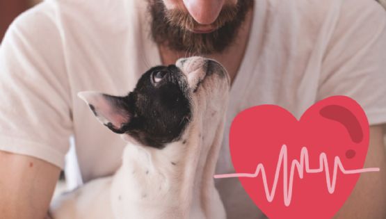 Los perros pueden ser guardianes de tu salud sin darte cuenta