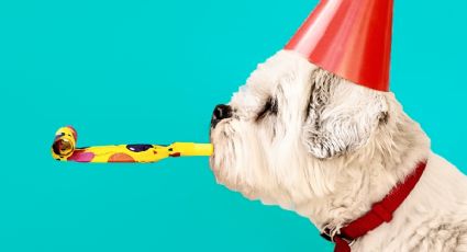 Día Mundial del Perro 2024: Conoce el Can Fest de la CDMX donde podrás esterilizar a tu perro de manera gratuita