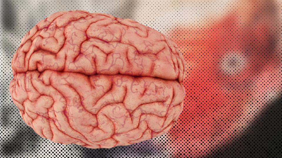 Científicos realizaron el estudio para saber qué pasa en el cerebro después de morir