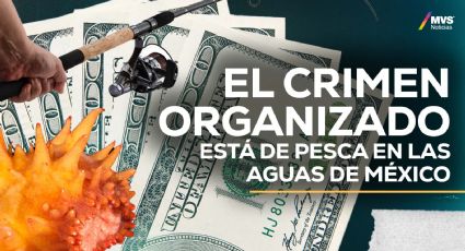 Tráfico de especies: La nueva cara del crimen organizado en México