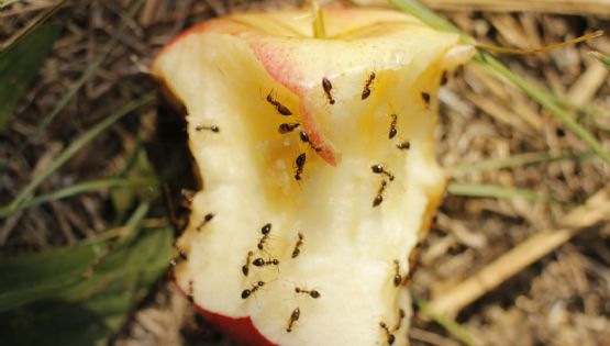 ¿Hormigas en casa? Estos son 3 remedios naturales para ahuyentarlas para siempre