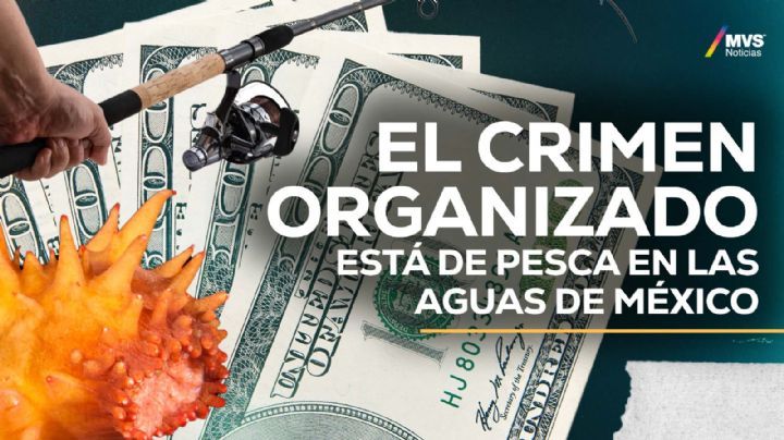 Tráfico de especies: La nueva cara del crimen organizado en México
