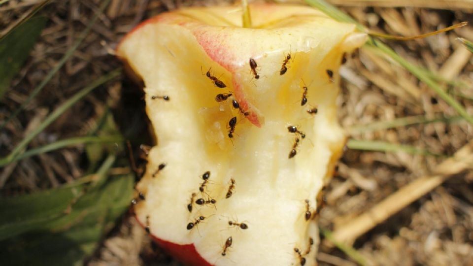 ¿Hormigas en casa? Estos son 3 remedios naturales para ahuyentarlas para siempre.