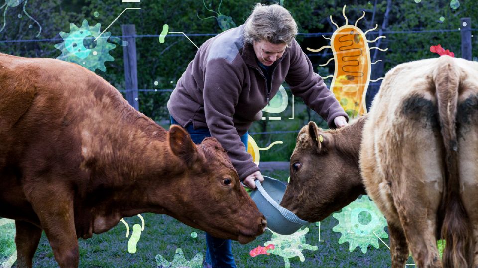 Las zoonosis amenazan la salud pública: el IMSS llama a la acción.