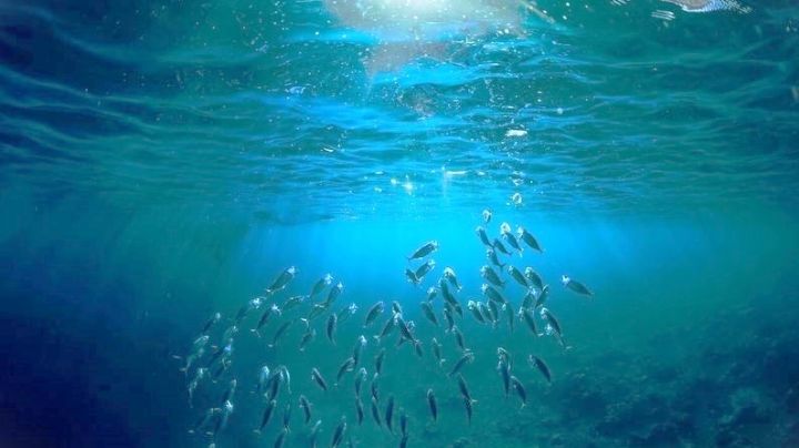 El océano produce un ‘oxígeno oscuro’ misterioso que pone en duda su impacto en el ecosistema