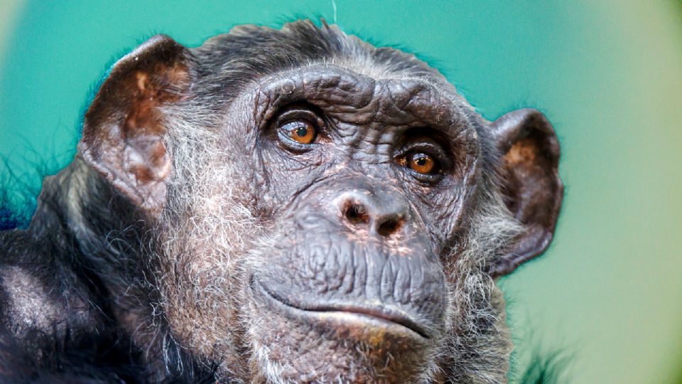 La ciencia encontró otra similitud entre los chimpancés y los humanos.