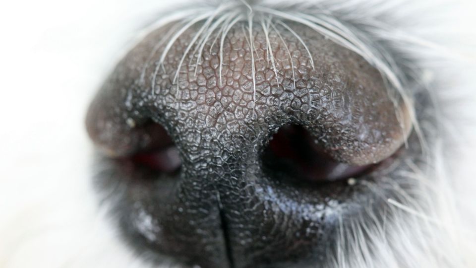 ¿Es cierto que los perros huelen el miedo? Nuevo estudio lo revela.
