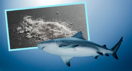 Hallan tiburones intoxicados por 'sobreexposición' a cocaína en costas de Brasil