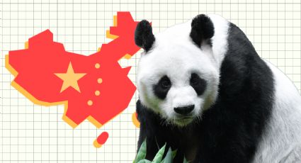 Día Internacional de la Amistad: Pandas, una forma de fortalecer lazos entre países