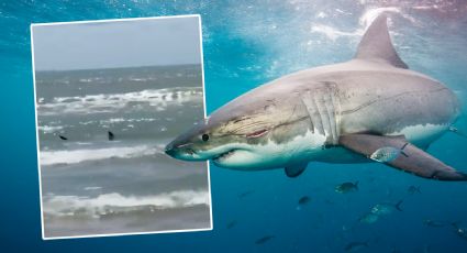 Tiburón ataca a dos personas en Isla del Padre, en Texas, y testigos graban el hecho | VIDEO