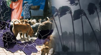 Huracán Beryl: Salvan más de 200 perritos en Quintana Roo