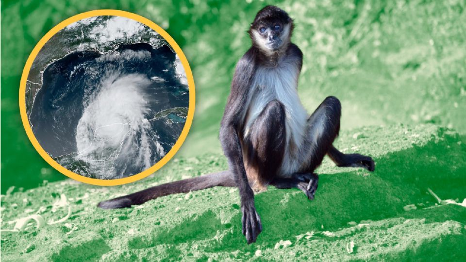 Con la llegada de Beryl a la península de Yucatán, la fauna silvestre está en riesgo, destaca especialista.