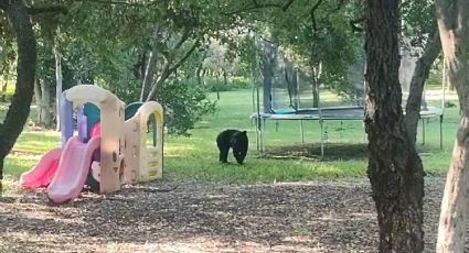 Aparece osezno en Villas La Rioja al sur de Monterrey, ¿solo quería jugar?