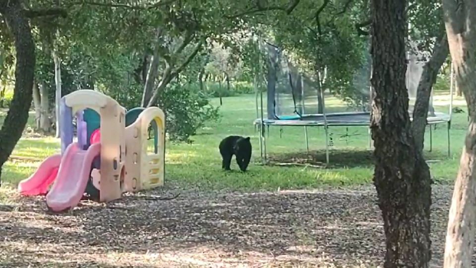 El pequeño osezno fue captado mientras recorría el área verde de este sector ubicado al sur de Monterrey.